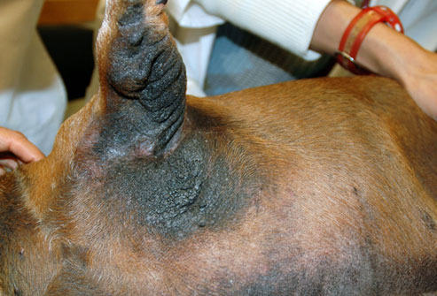 Alopecia In Dogs. Problems on Dog#39;s Skin